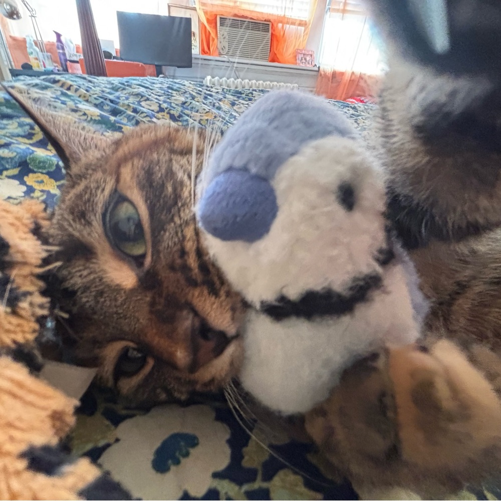 Meet your Posher, Cate